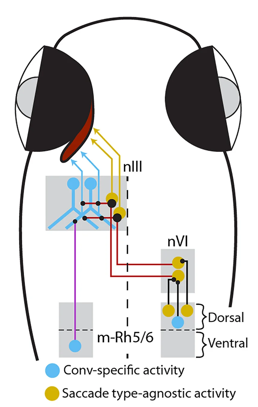 Open access visualization of Pathway, Circuit Model
