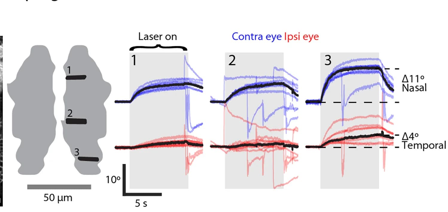 Open access visualization of Line Plot, Illustration, Eye Position Traces, Stimulation Sites, m-Rh5/6 Mask