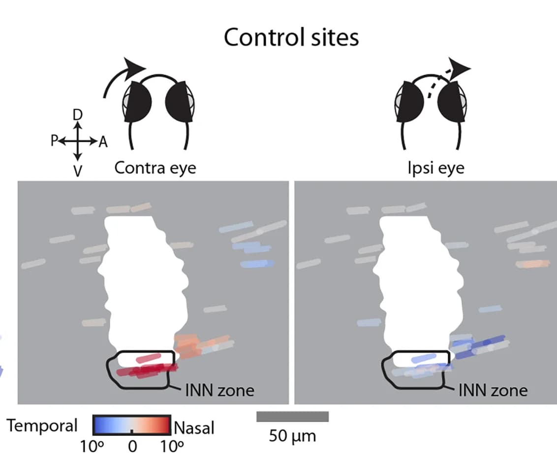 Open access visualization of Illustration, Stimulation Sites, Control Sites, Eye Position, ZBB Reference Space