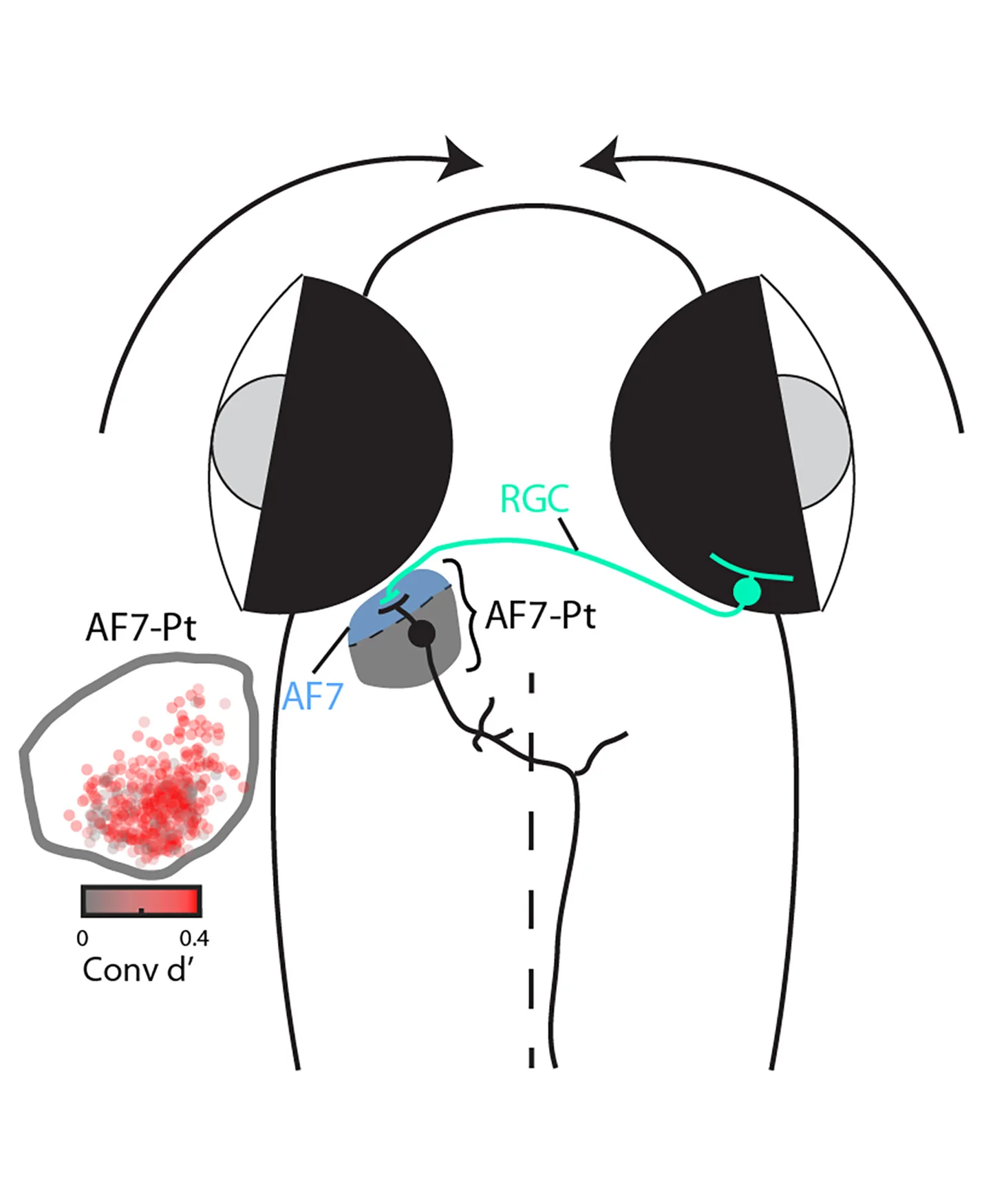 Open access visualization of Illustration, Workflow, Scatter Plot, Retinal Arborization Field, Pretectum
