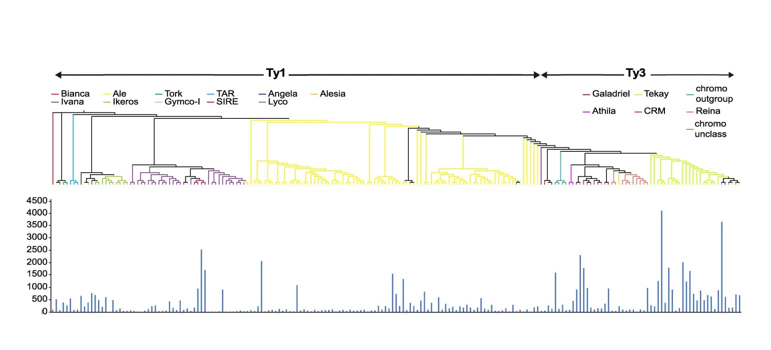 Open access visualization of Bar Plot, Network, Phylogenetic Analysis, LTR-transposons, Clade-level Classification