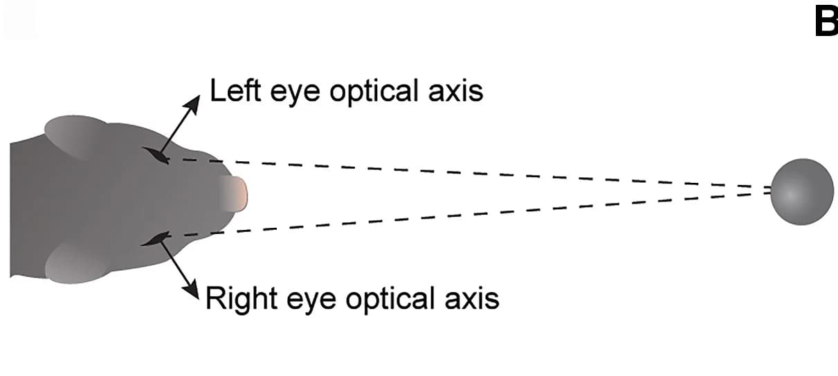 Open access visualization of Illustration, Ferret, Head, Eye, Target Position