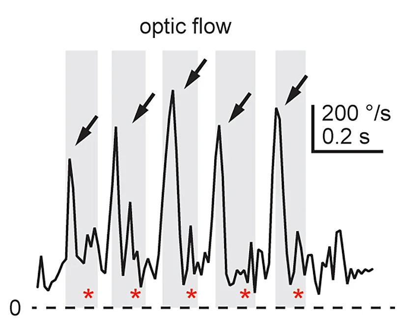 Open access visualization of Line Plot, Optic Flow, Pursuit, Curved Trajectory, Saccade