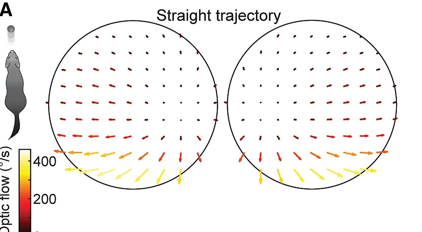 Open access visualization of Scatter Plot, Probability Maps, Focus of Expansion, Optic Flow Fields, Eye Views