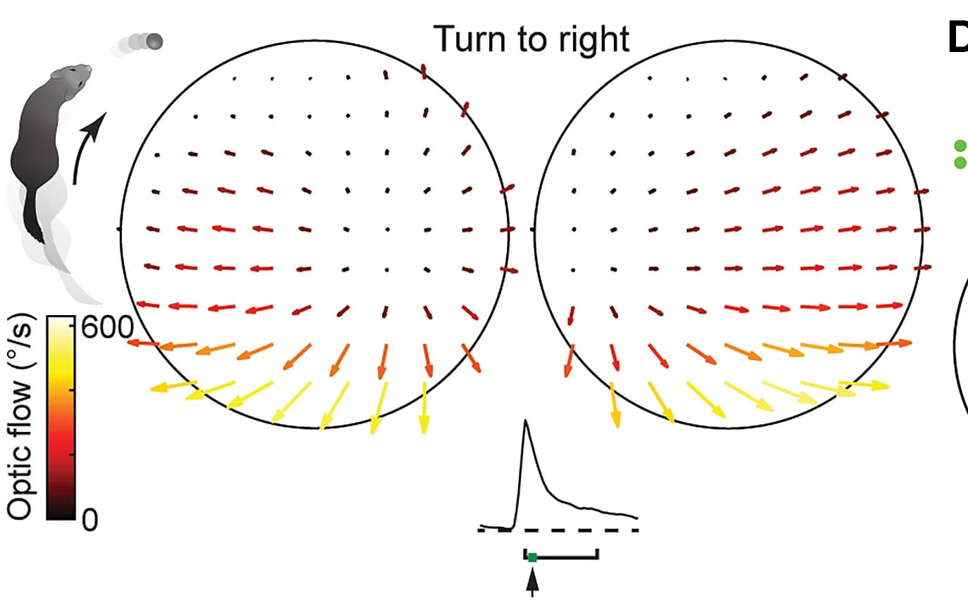 Open access visualization of Scatter Plot, Line Plot, Optic Flow Fields, PSCR, Curved Trajectories