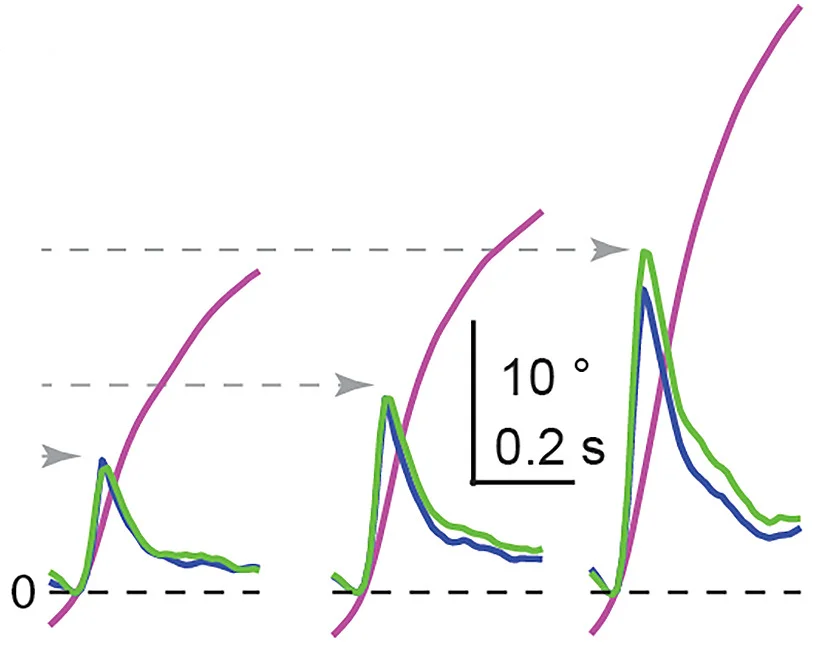 Open access visualization of Line Plot, Head Rotation, Eye Rotation, Saccades, Amplitude