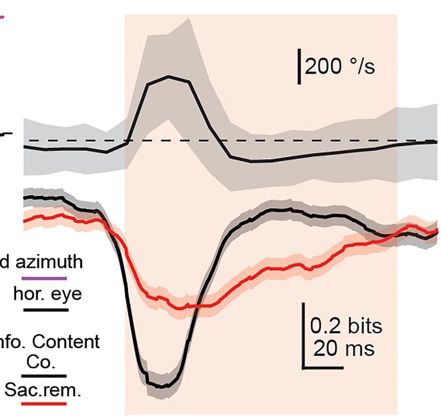 Open access visualization of Line Plot, Error Bars, Saccade Velocity, Information Content, Kinetics