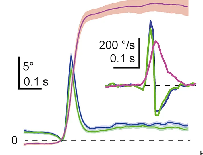 Open access visualization of Line Plot, Error Bars, Head Movements, Eye Movements, Saccades