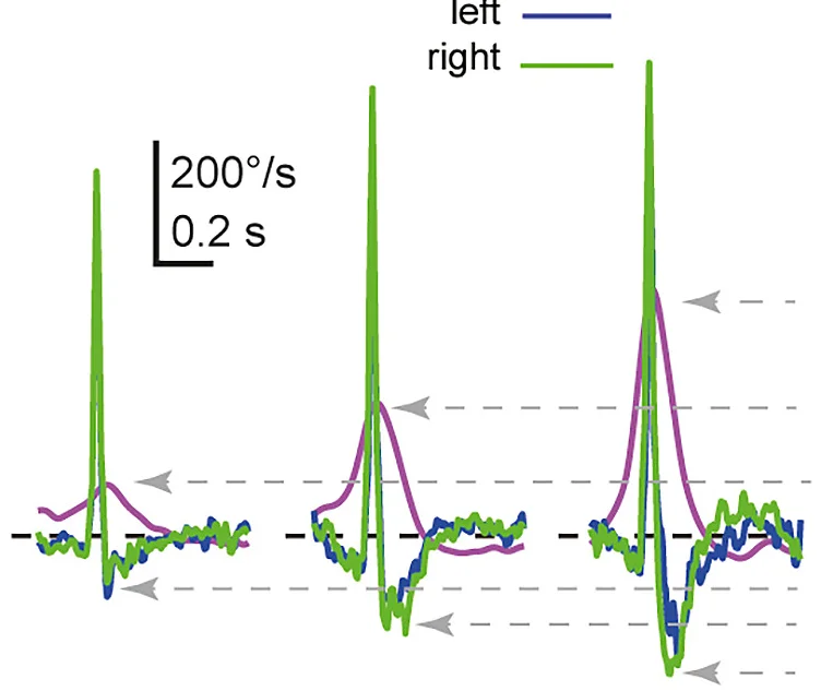 Open access visualization of Line Plot, Head Rotation, Eye Rotation, Velocity, Saccades