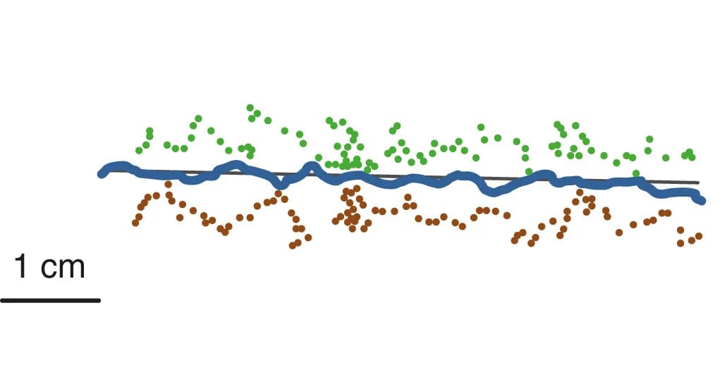Open access visualization of Scatter Plot, Line Plot, Carpenter Ants, Pheromone Trail, Odour Trail
