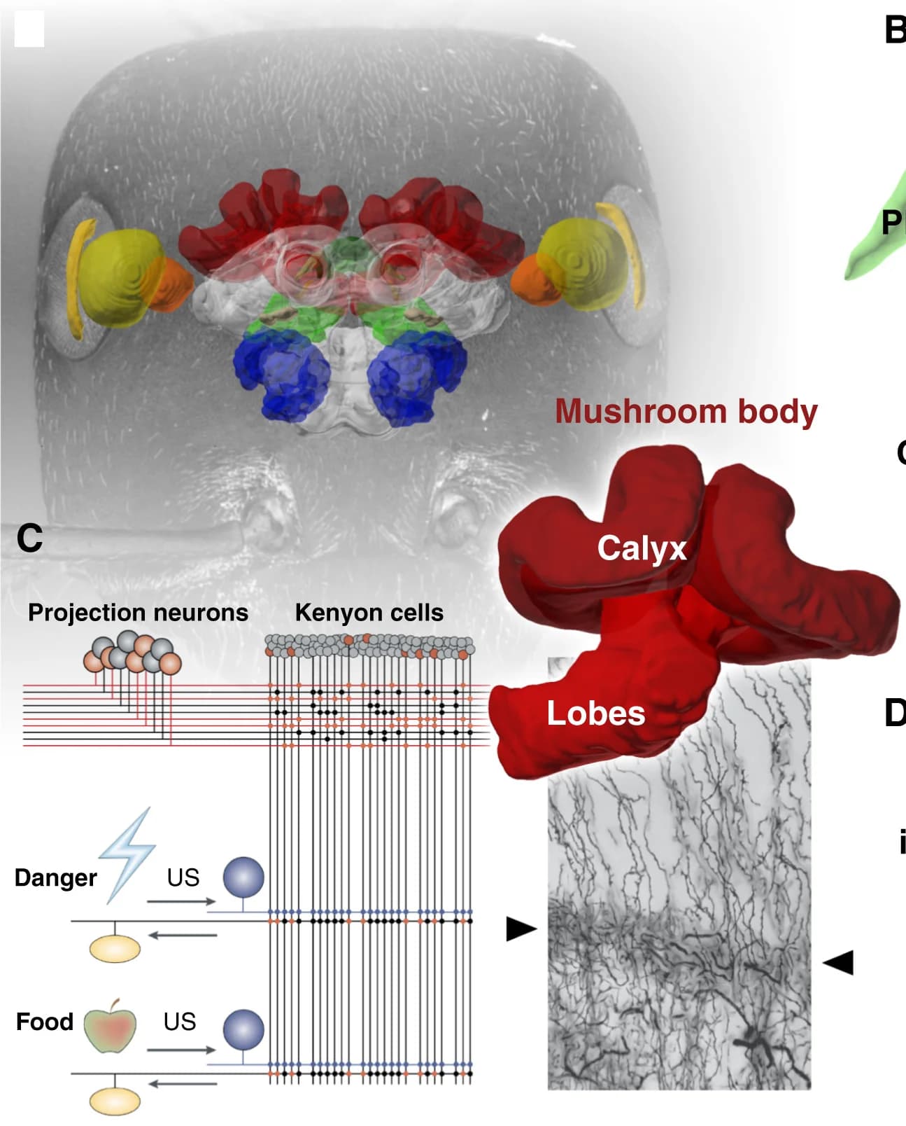Open access visualization of Illustration, Microscopy, Workflow, Desert Ant, Brain