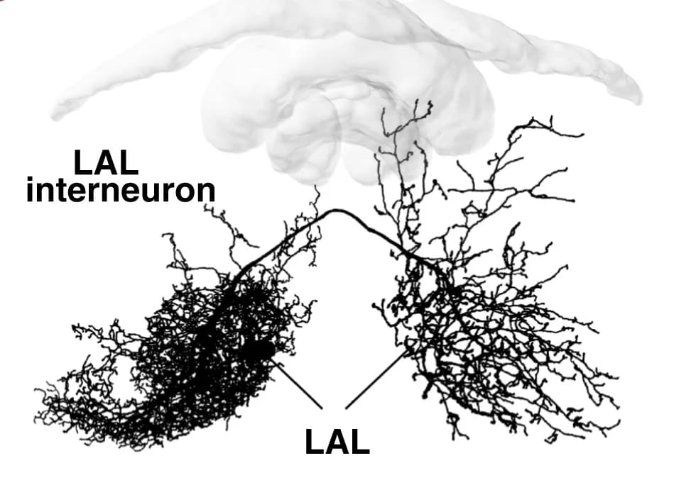 Open access visualization of Network, Lateral Accessory Lobes, Interneuron, Tropical Sweat Bee