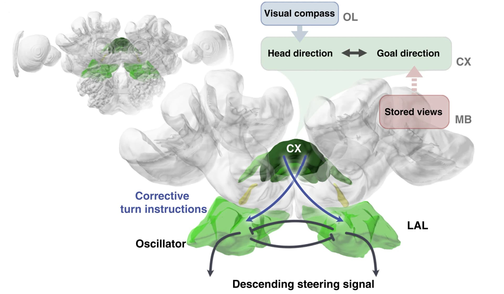 Open access visualization of Workflow, Illustration, Ant Central Complex, Lateral Complex, Ant Brain