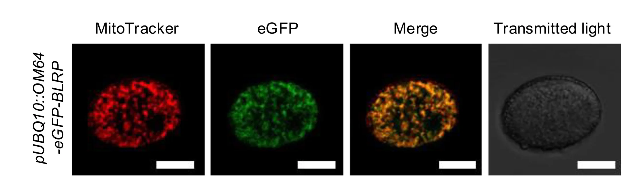 Open access visualization of Microscopy, Arabidopsis, Mature Pollen Grain, OM64-eGFP-BLRP Fusion Protein, Confocal Microscopy