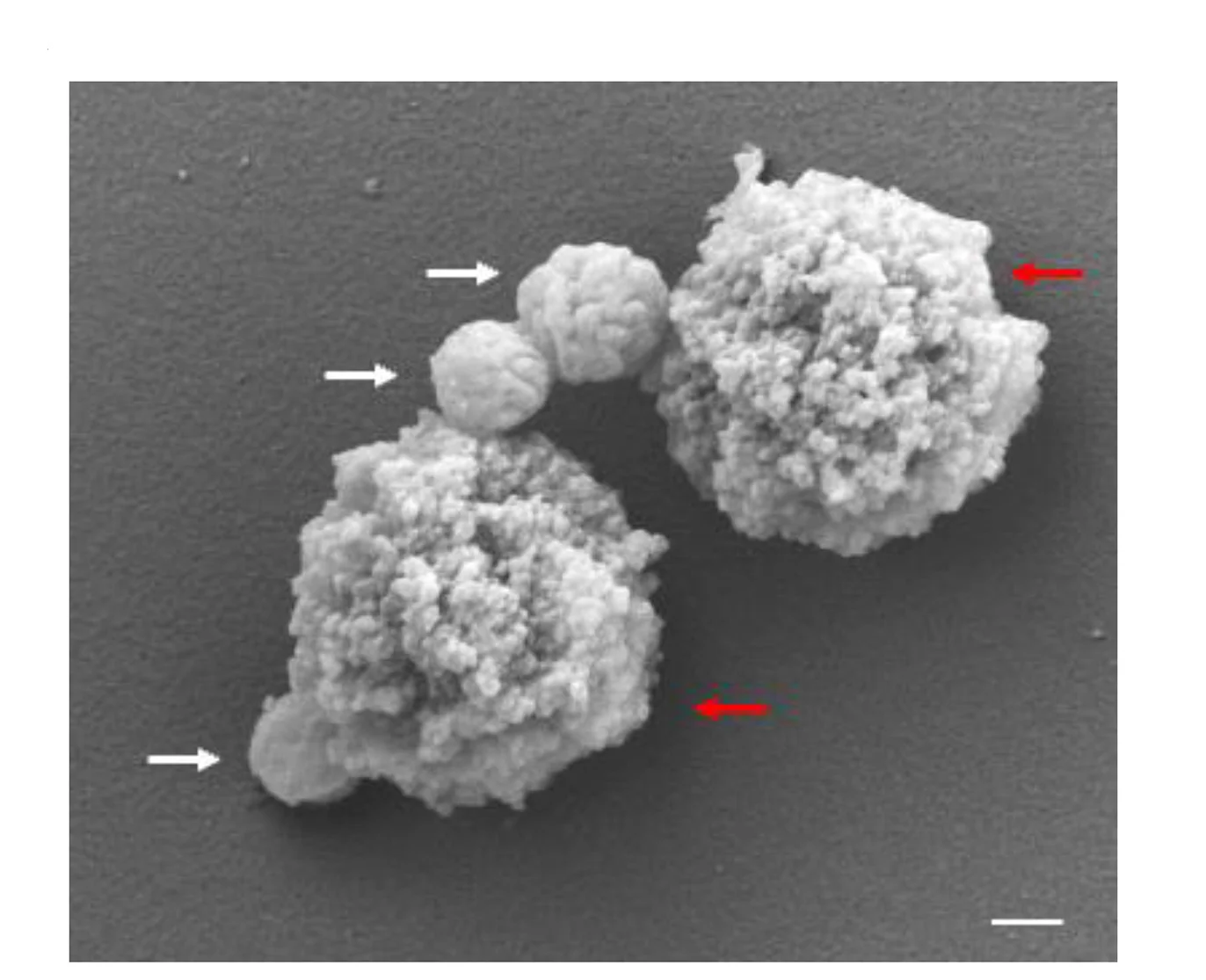 Open access visualization of Microscopy, Scanning Electron Microscopy, Magnetic Bead, Mitochondrion, Pollen Grains