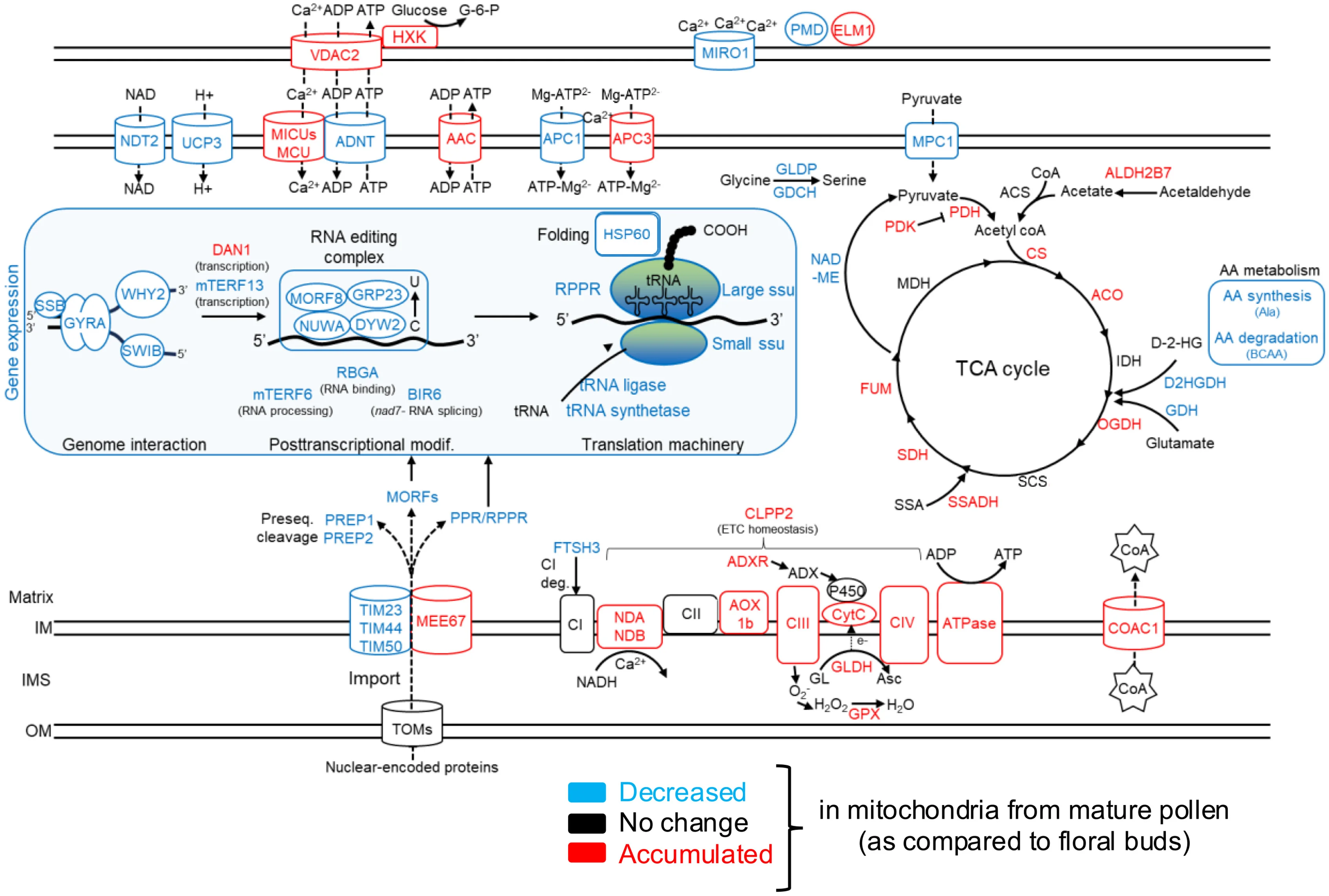 Open access visualization of Pathway, Pollen Grains, Mitochondria, Energy Metabolism, TCA