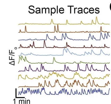 Open access visualization of Line Plot, Neural Traces, PL, ΔF/Fo, Recording