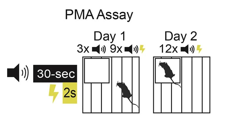 Open access visualization of Workflow, Illustration, PMA Assay, Assay Design