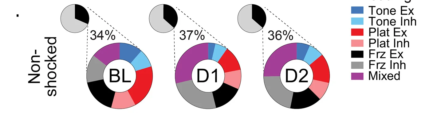 Open access visualization of Pie Chart, Donut Chart, Responsive Neurons, Non-Shocked Animals, PMA