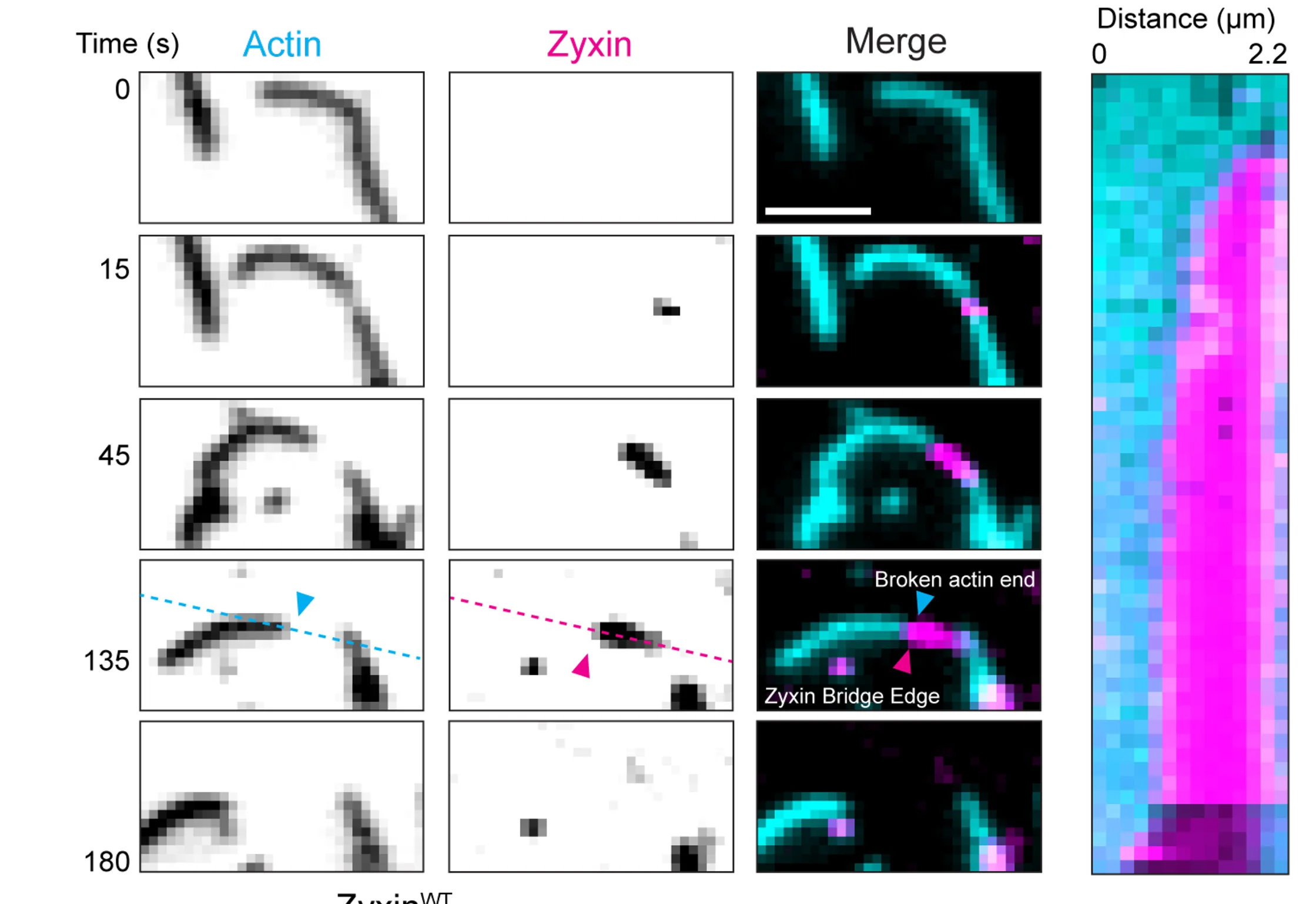 Open access visualization of Microscopy, Zyxin Bridge, Dynamics, Montage, Kymograph