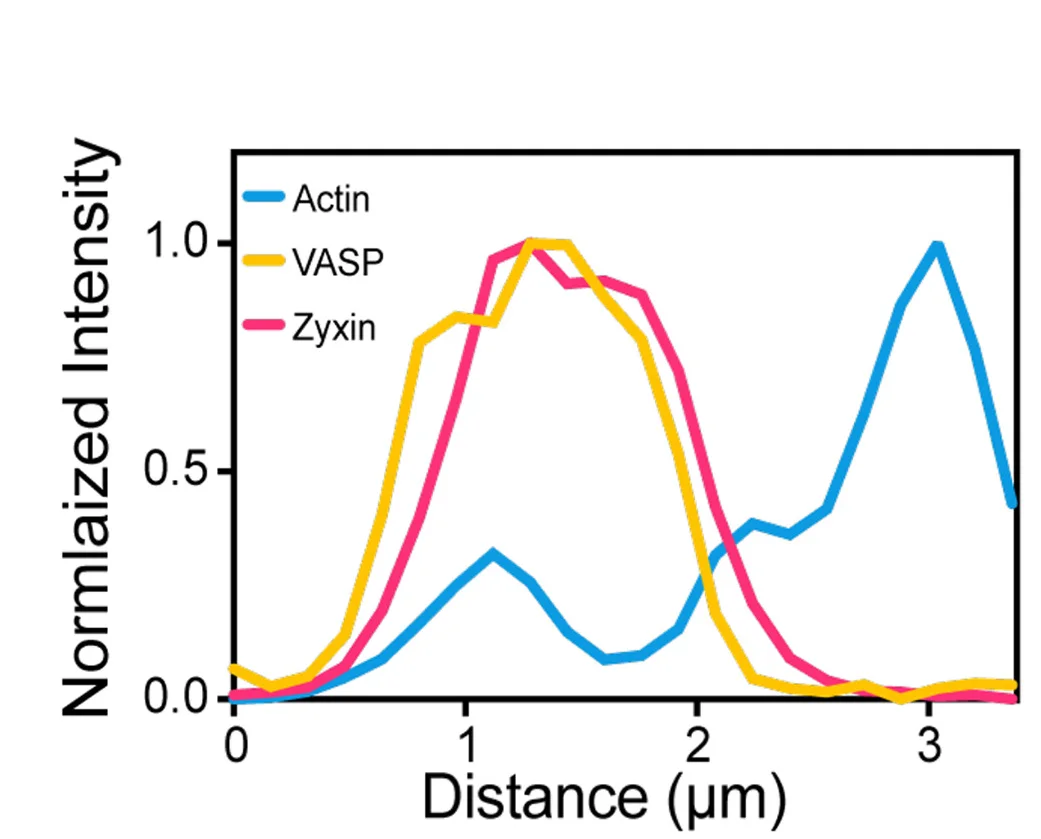 Open access visualization of Line Plot, Fluorescence Intensity, Zyxin Bridge, VASP