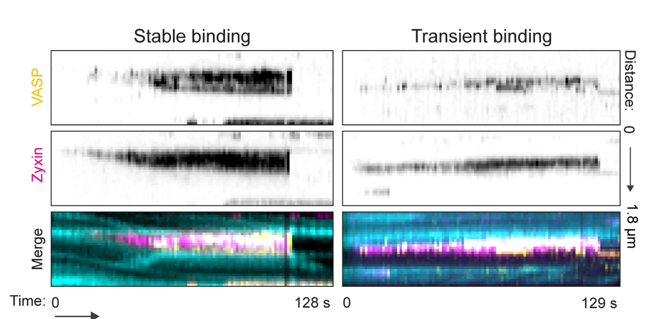 Open access visualization of Heatmap, Kymographs, VASP Binding, Zyxin Patches, Stable Binding