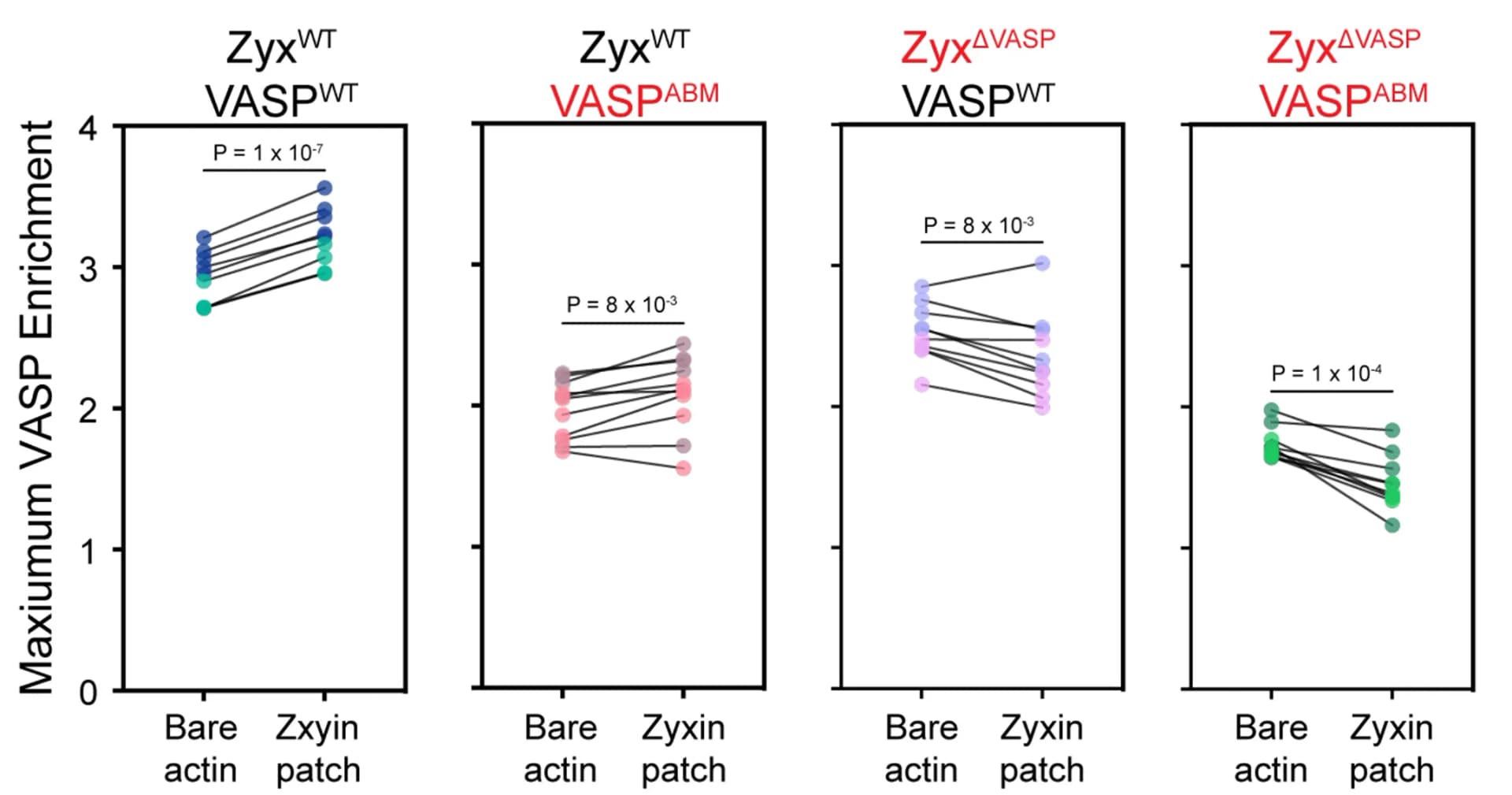 Open access visualization of Scatter Plot, Line Plot, VASP Enrichment, Zyxin Patches, F-Actin