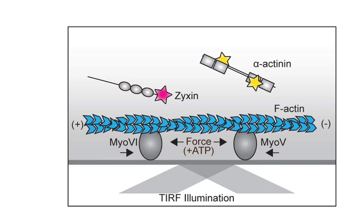 Open access visualization of Illustration, TIRF Assay, Zyxin, Alpha-actinin, Fluorescent Tag