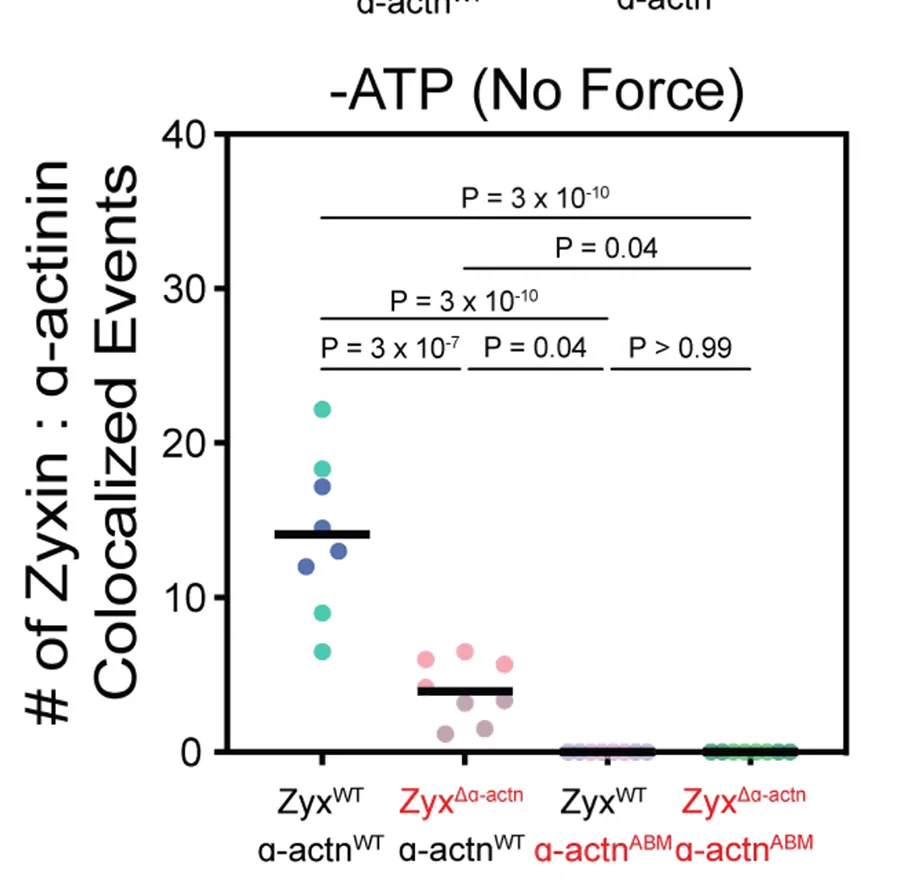 Open access visualization of Scatter Plot, Alpha-actinin-zyxin Colocalization, Myosin Forces, Statistical Analysis