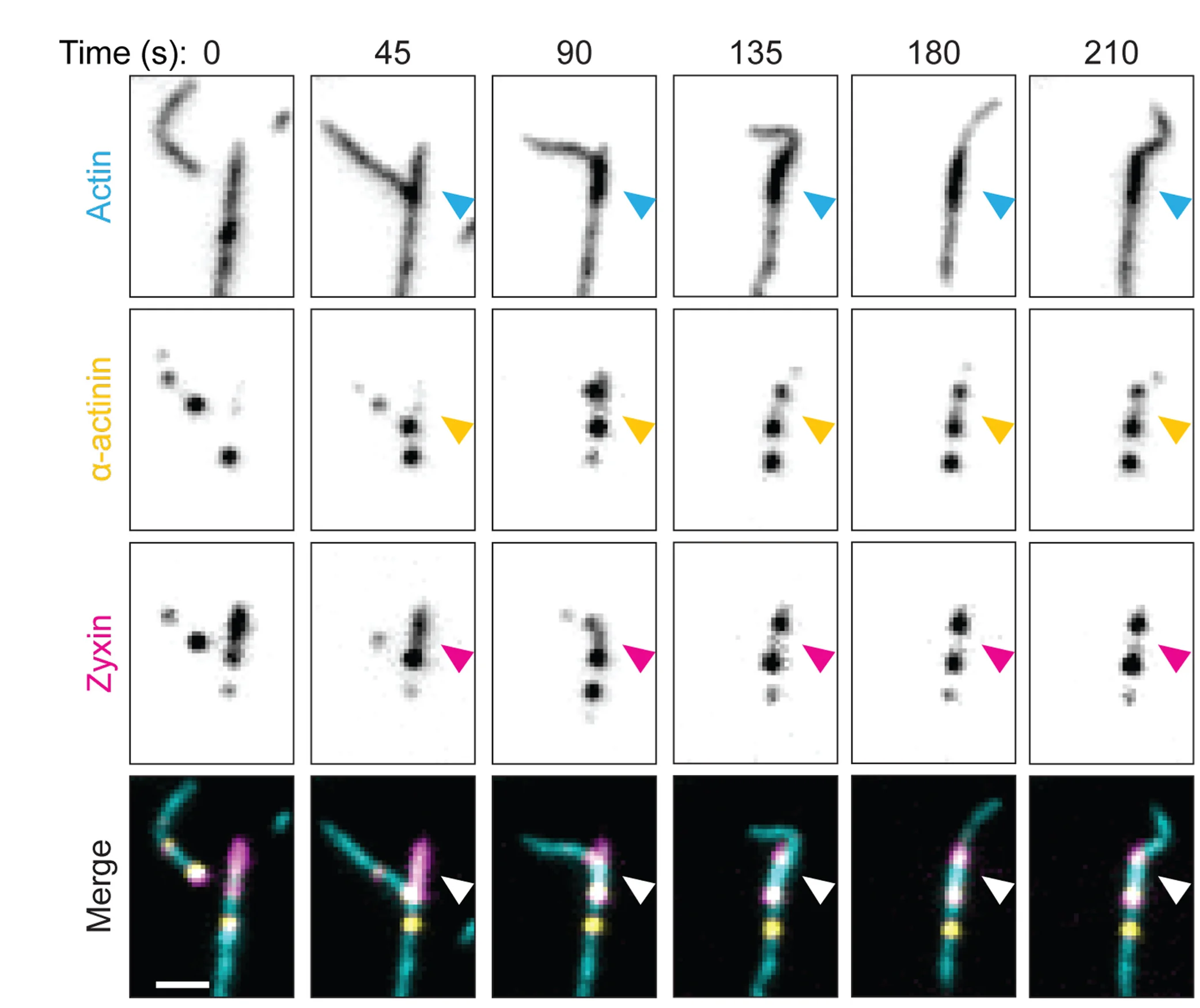 Open access visualization of Microscopy, Actin Filament, Zyxin Patch, Alpha-actinin Clusters