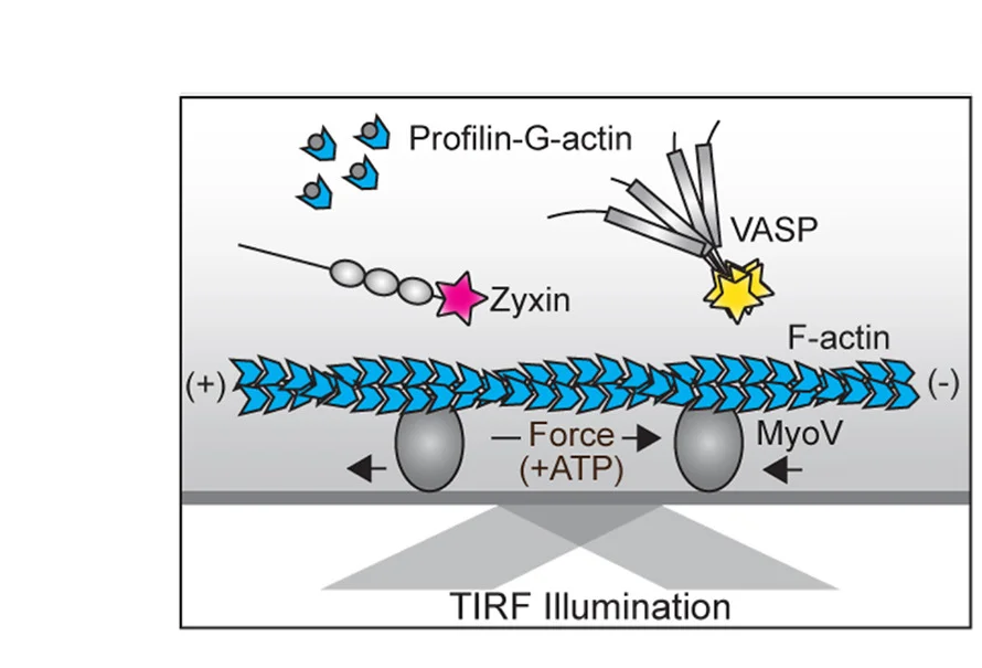 Open access visualization of Workflow, Illustration, Force Reconstitution, TIRF Assay, Zyxin