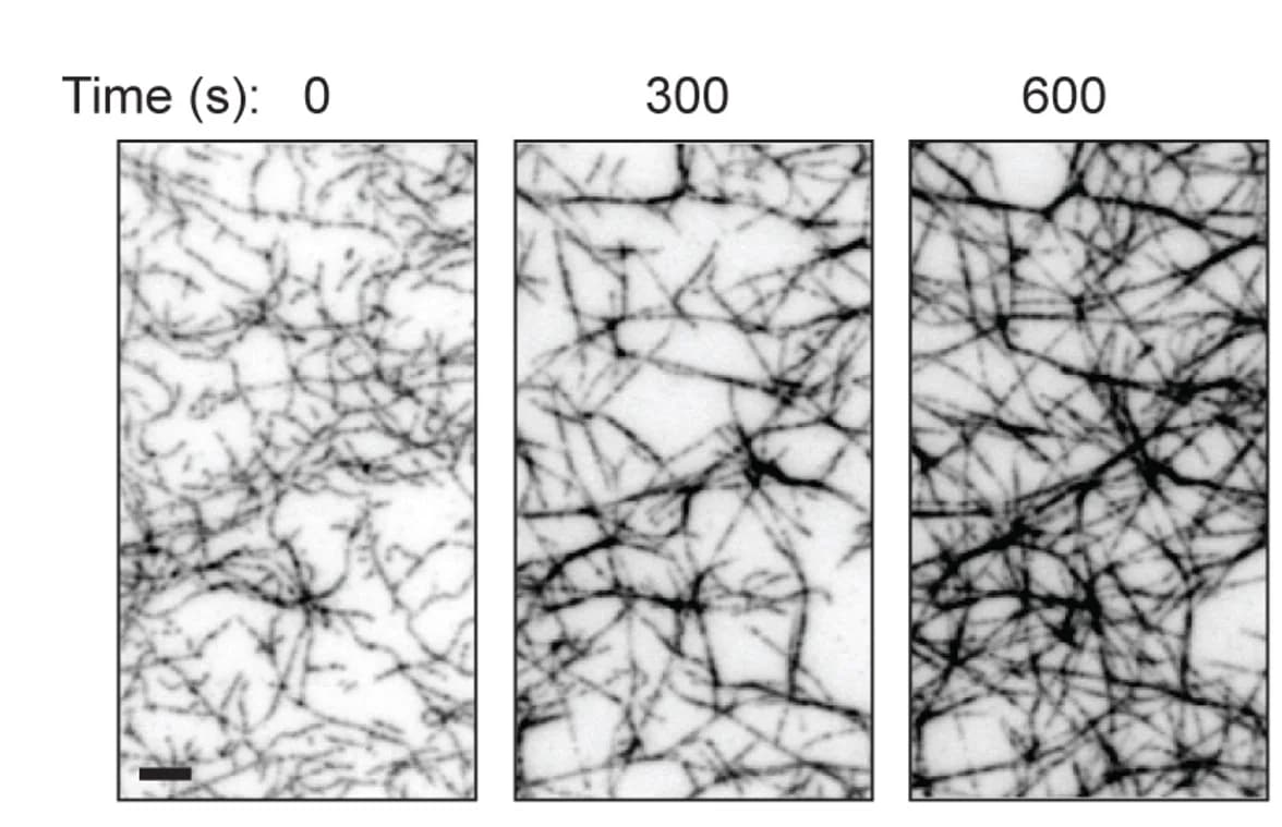 Open access visualization of Microscopy, F-Actin Bundles, ATTO-488, Actin
