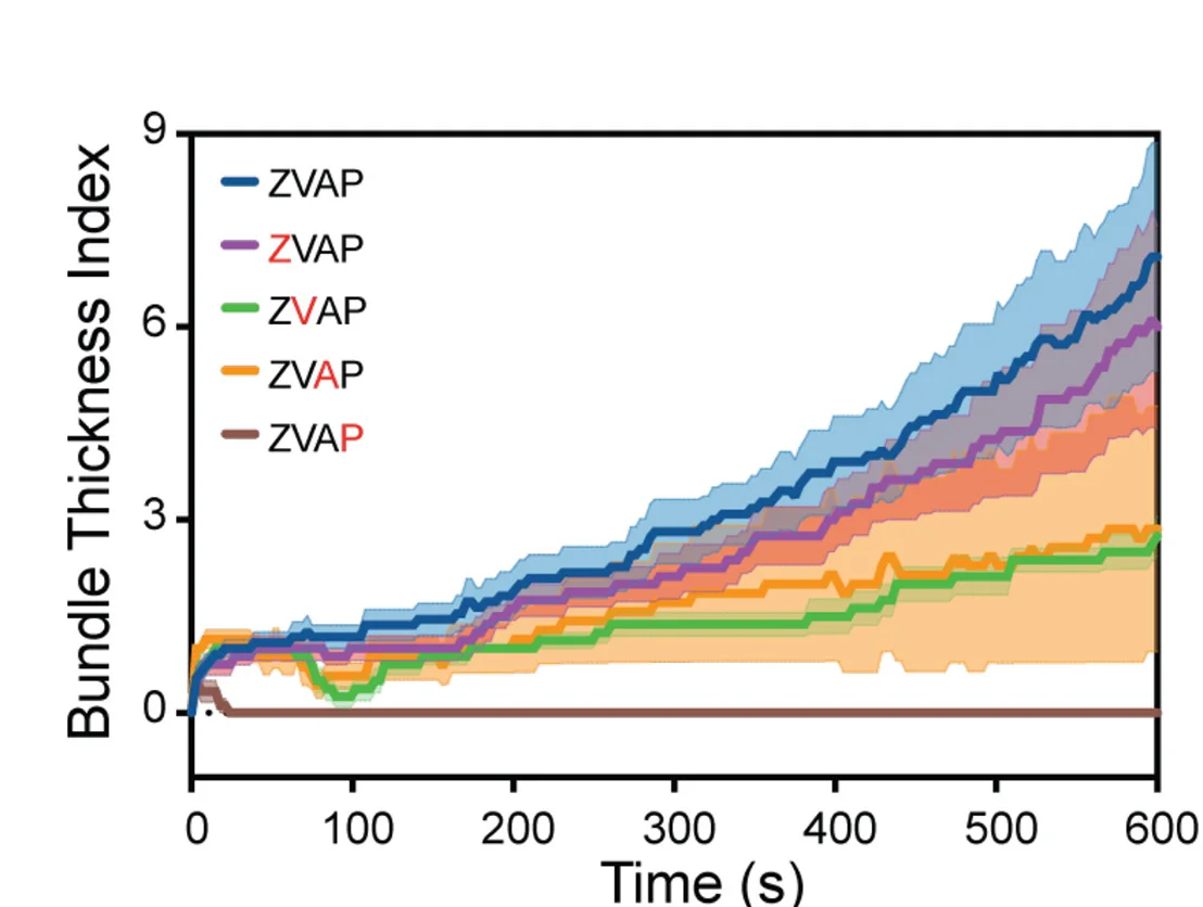 Open access visualization of Line Plot, Error Bars, Line Step, Bundle Thickness Index, Zyxin