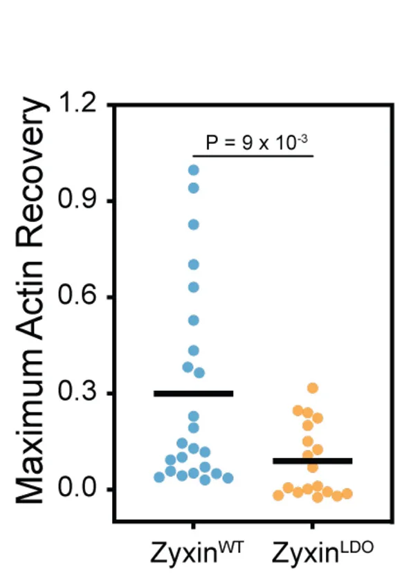 Open access visualization of Scatter Plot, Actin Recovery, Actin, Unpaired T Test