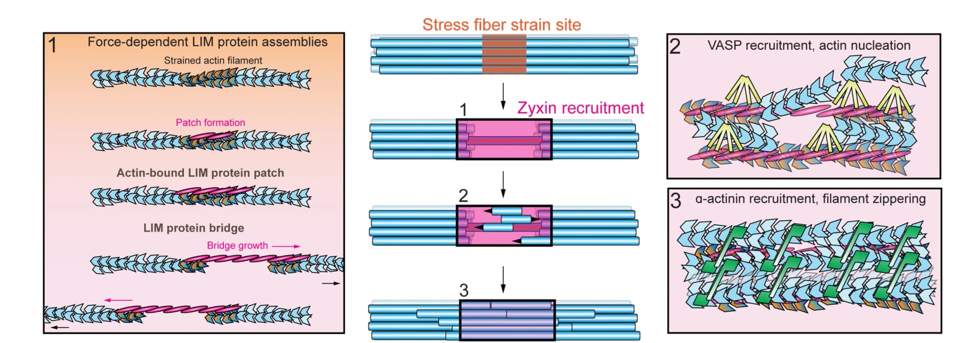 Open access visualization of Workflow, Flowchart, Illustration, Zyxin, Stress Fiber Repair