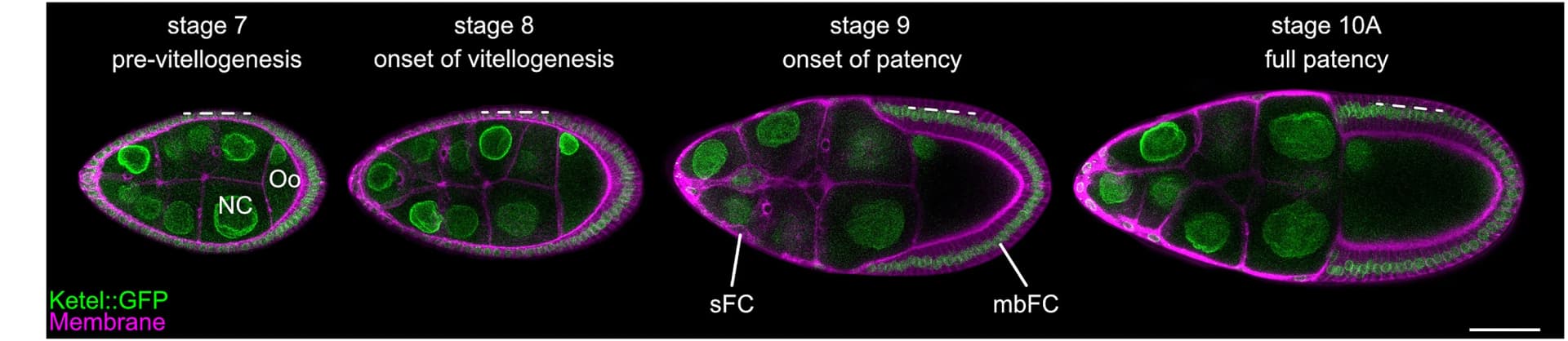 Open access visualization of Microscopy, Confocal Sections, Follicles, Vitellogenesis, Nuclei