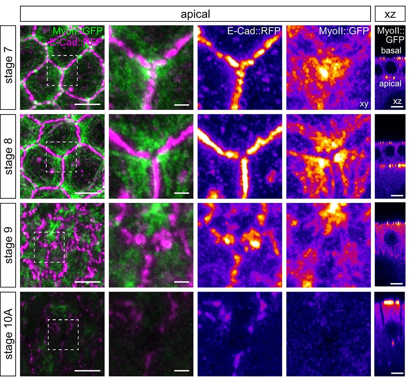 Open access visualization of Microscopy, Apical Sections, Main Body Follicle Cells, E-Cad::RFP, MyoII::GFP
