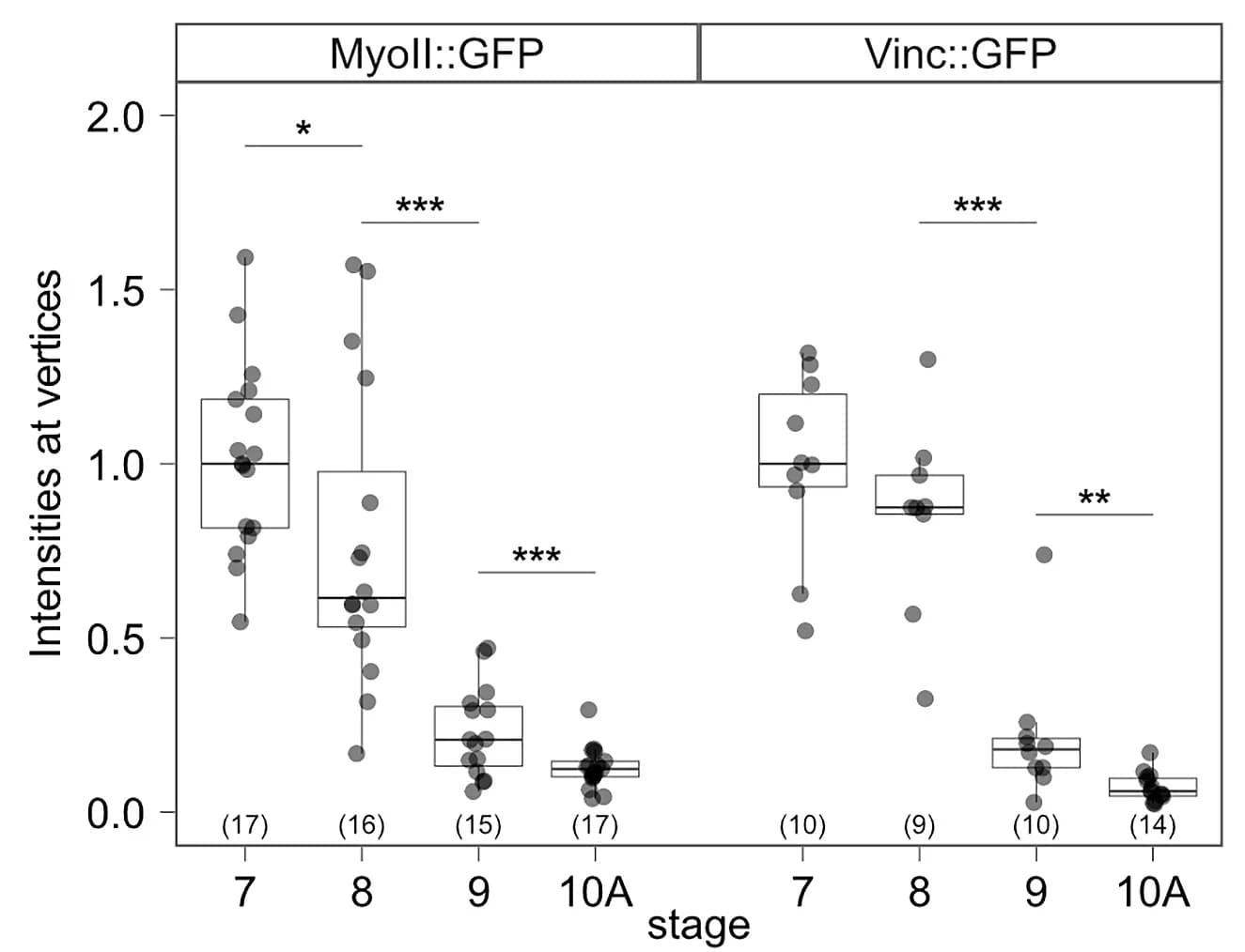 Open access visualization of Box Plot, Scatter Plot, Quantification, MyoII::GFP, Vinc::GFP