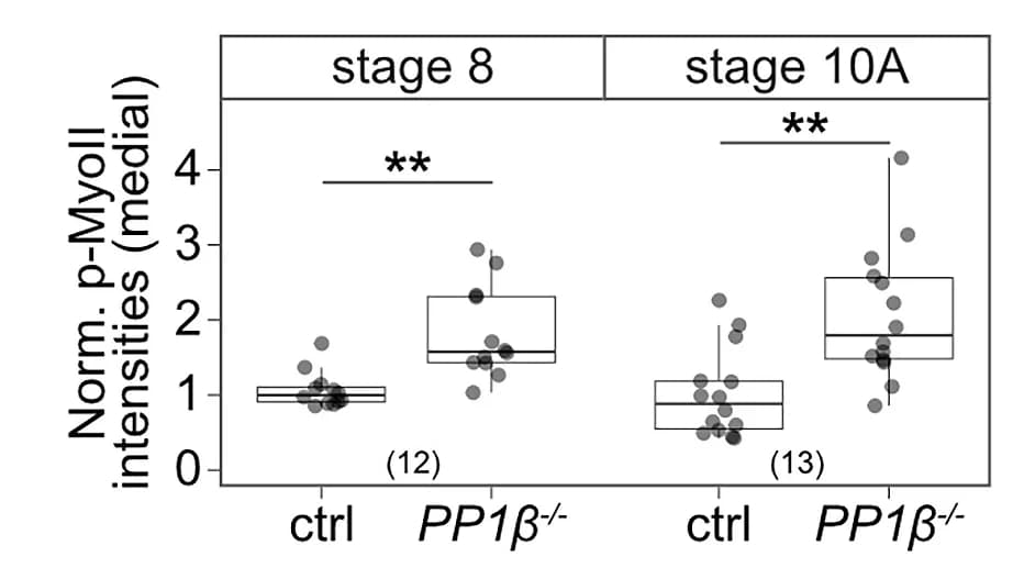 Open access visualization of Box Plot, Scatter Plot, p-MyoII Signals, Apical Medial Region, PP1 Cells
