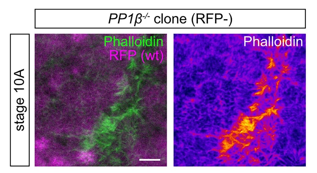 Open access visualization of Microscopy, Follicle Epithelium, PP1 Clones, RFP, F-Actin