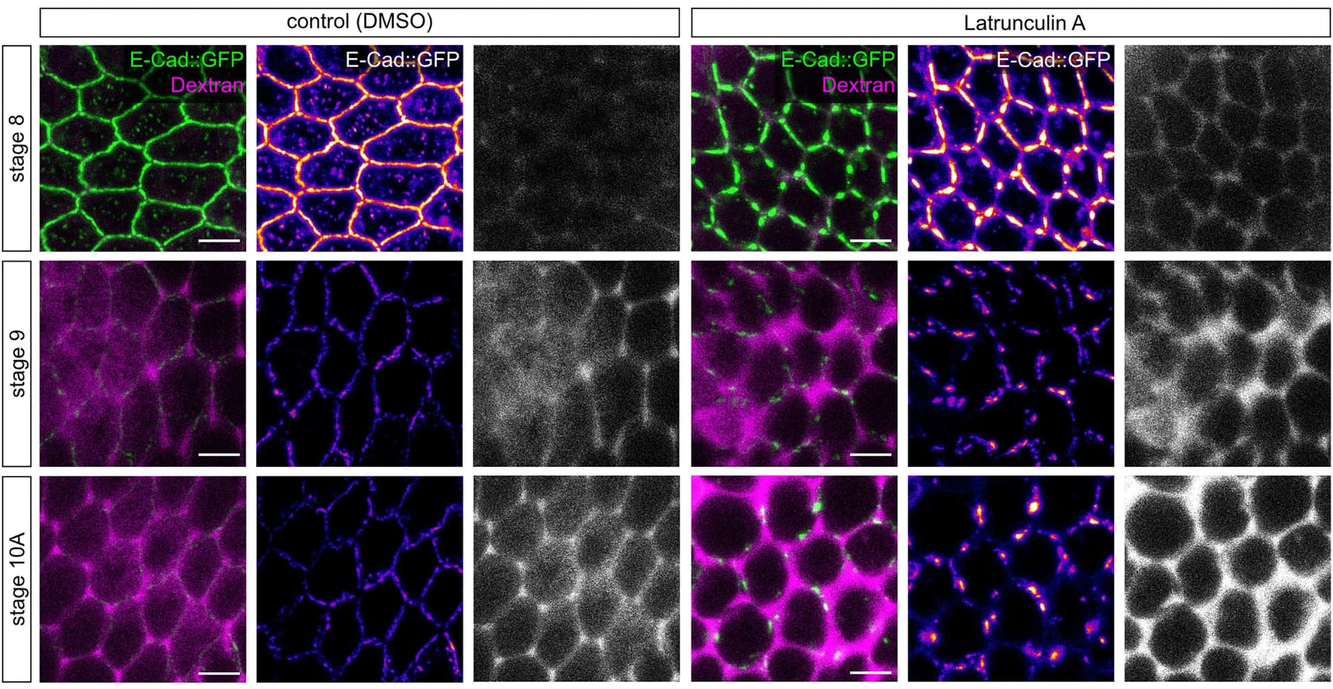 Open access visualization of Microscopy, mbFCs, E-Cad::GFP, Follicles, DMSO