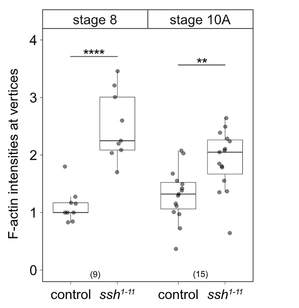 Open access visualization of Box Plot, Scatter Plot, Raincloud Plot, Phalloidin, ssh1–11