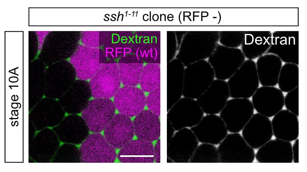 Open access visualization of Microscopy, Follicle, ssh1–11 Clone, RFP, Dextran