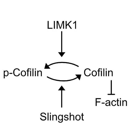 Open access visualization of Workflow, Flowchart, Illustration, Cofilin, LIMK1