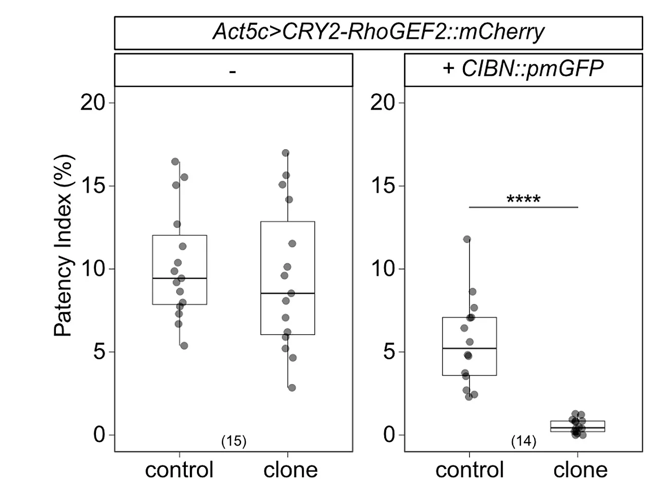 Open access visualization of Box Plot, Scatter Plot, Patency Index, Constant Light, Clone
