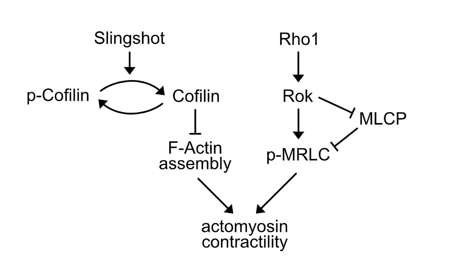 Open access visualization of Workflow, Flowchart, Actomyosin Contractility, FCs, Patency Initiation