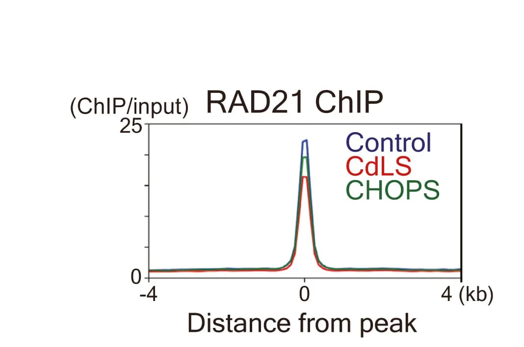 Open access visualization of Line Plot, RAD21 ChIP-seq Profiles, RAD21 Peaks, CTCF Peaks, TAD Boundaries