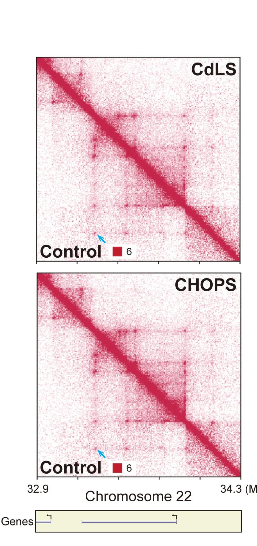 Open access visualization of Heatmap, Micro-C, Contact Maps, CdLS, CHOPS Syndrome
