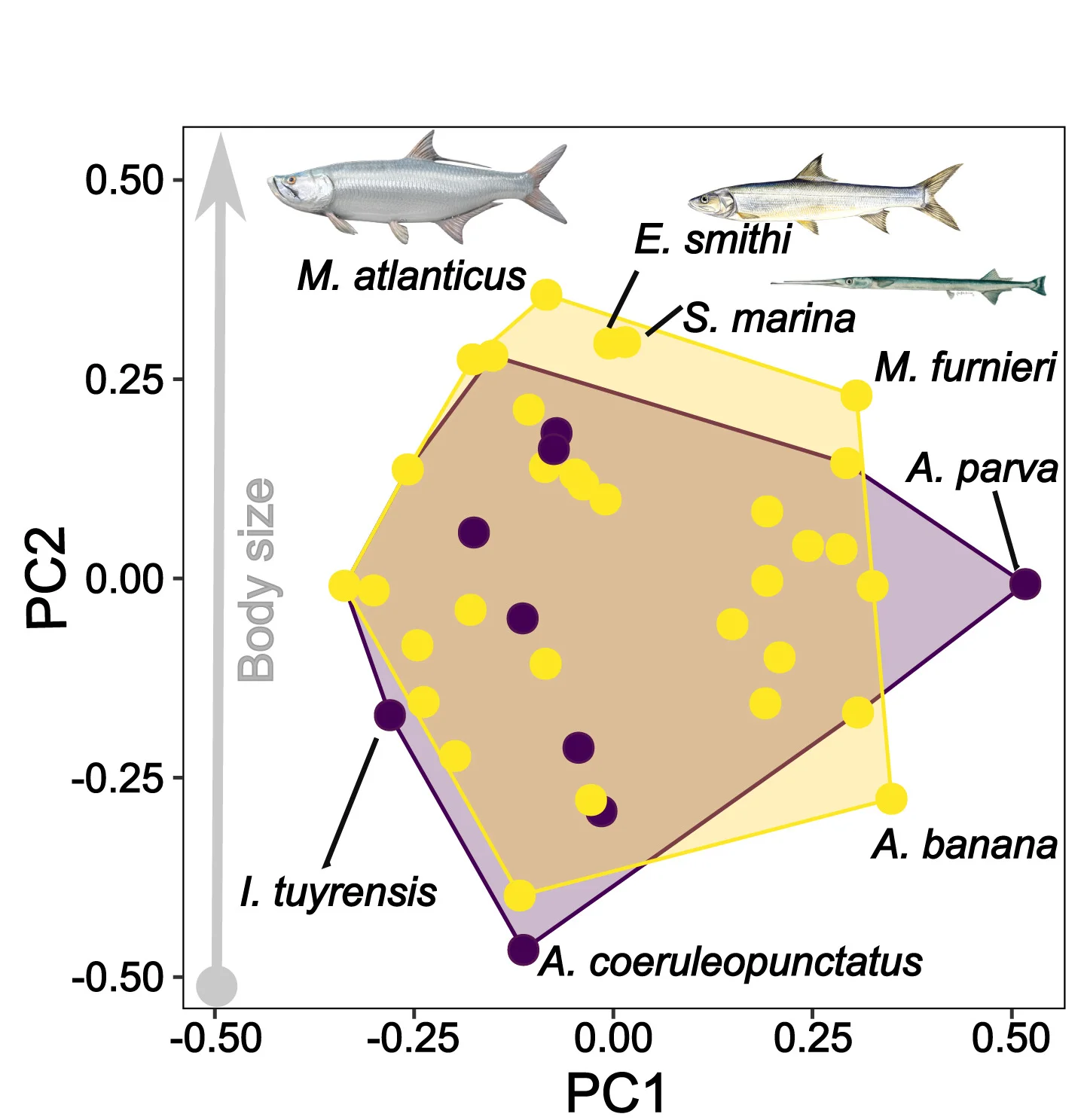 Open access visualization of Scatter Plot, PCA, Principal Coordinate Analysis, Fish Diversity, Panama Canal Expansion