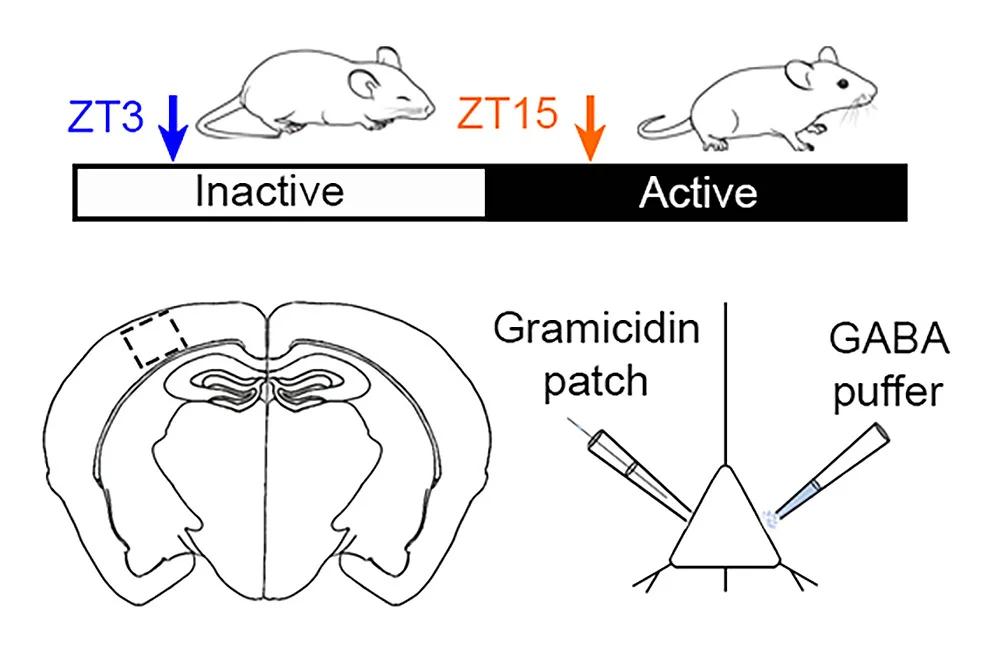 Open access visualization of Illustration, Workflow, Brain Slices, GABAAR Signaling, Pyramidal Neurons